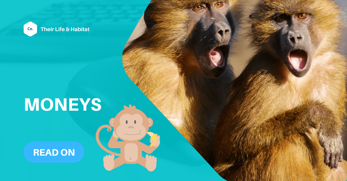 Fun Facts About Monkeys For Kids
