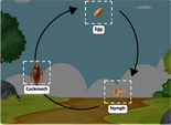 Life cycle of a cockroach diagram