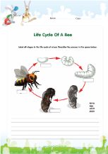 Beef life cycle worksheet pdf