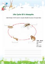 House fly life cycle diagram worksheet free