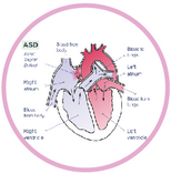 Quiz with a diagram to label the heart