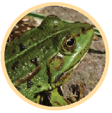 A science quiz on a frog's life cycle online