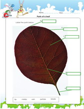 label parts of a leaf worksheet pdf