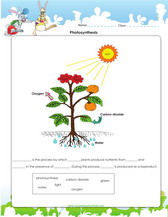 Photosynthesis tests  worksheets   all grades