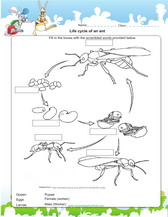 life cycle of an ant worksheet for kids pdf