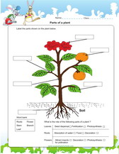 learn the parts of a plant in an anotated diagram for kids science