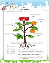 parts of a plant worksheet