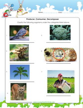 Identify producers, consumers and decomposers in an ecosystem. From pictures identify organisms based on their level in the food chain. what role will fungi and bacteria play as opposed to man, birds, carnivores etc. Learn more about food chains in this worksheet.
