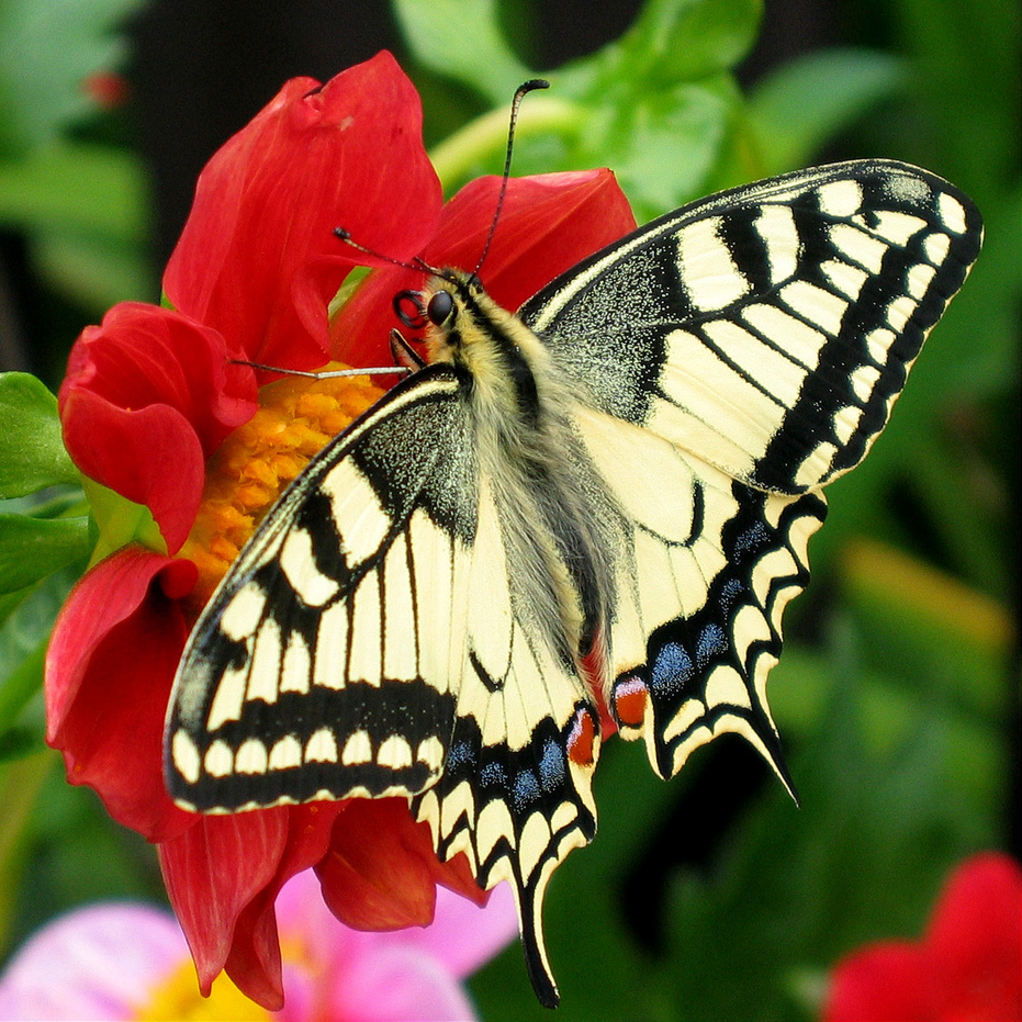 Adult butterfly photo