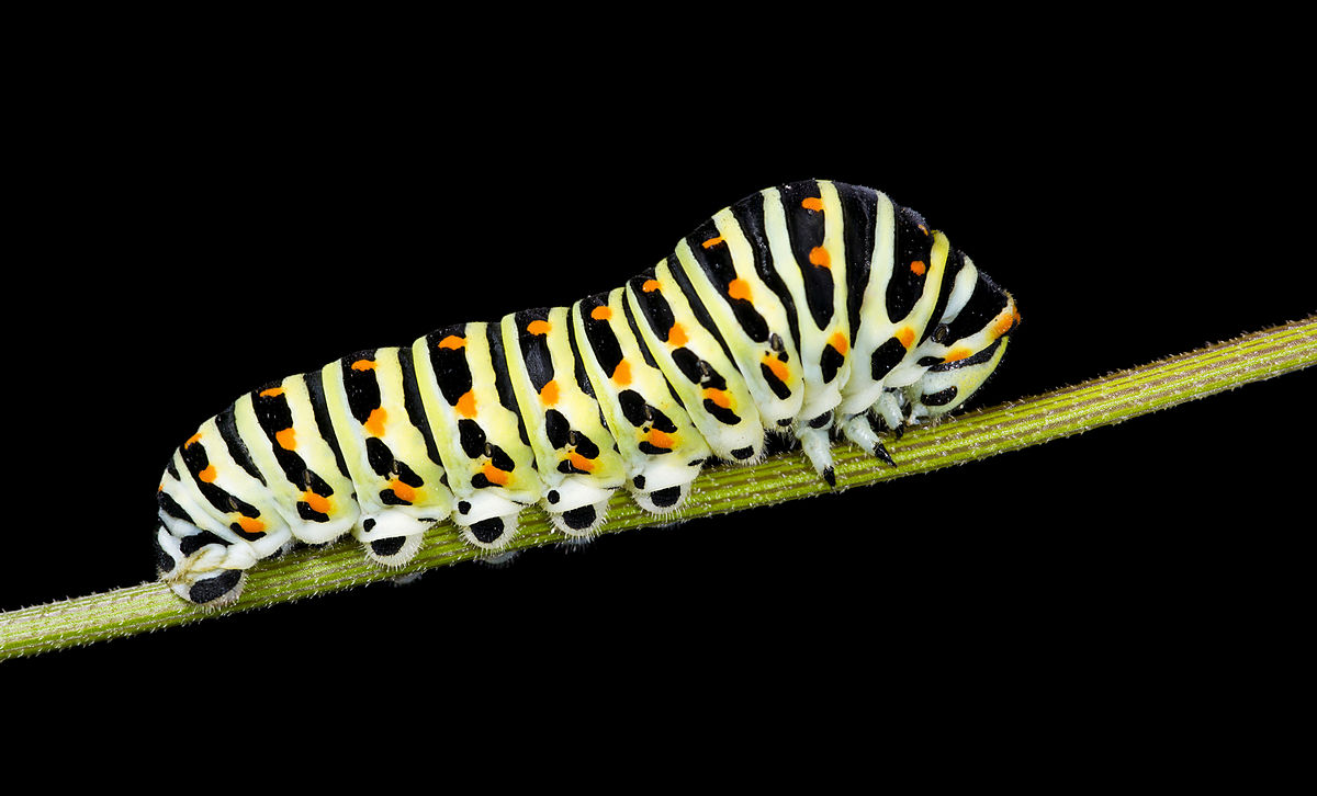 Caterpillar picture