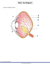 Label the parts of a bird's eye worksheet