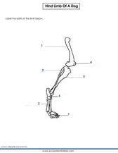 Dog hind limb diagram pdf worksheet. 