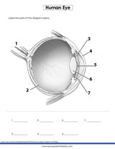 Label parts of a human eye worksheet pdf