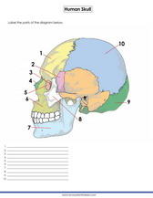 Human skull worksheet pdf quiz