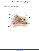 Nose and nasal cavity quiz for students, worksheets pdf 