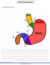 parts of the stomach to label printable worksheet with diagram