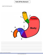 Digestive system diagram labeling quiz