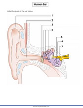 Label parts of the human ear in a diagram. Pdf printable