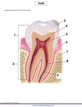 The anatomy of the tooth diagram to label. PDF sheet