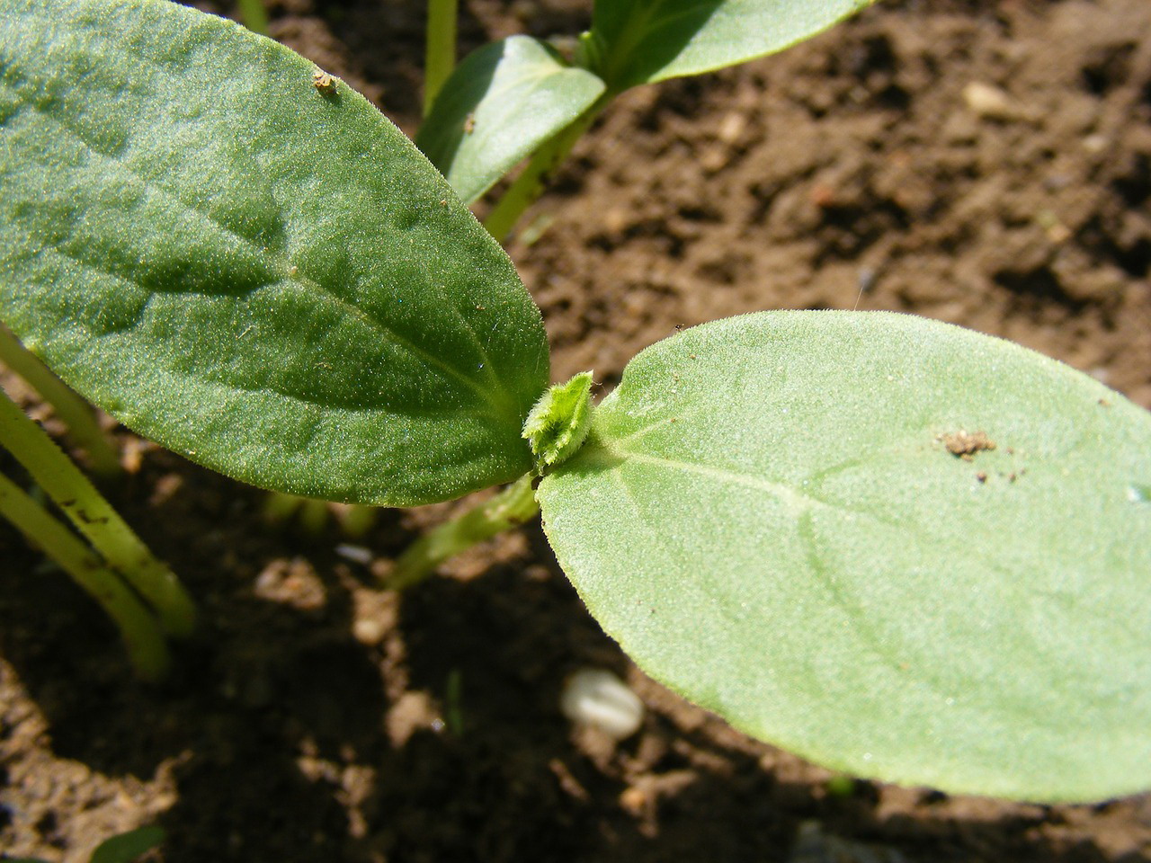 seed germination lesson for kids