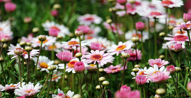 Attracking beneficial insects to your garden