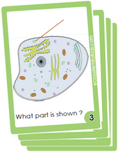 Flash cards on plant cell diagram to label.