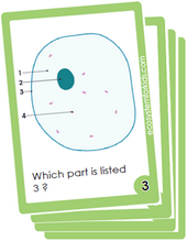 flash cards on cell characteristics