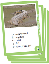 classification flash cards, mammals, amphibian, reptile, bird, toad etc.
