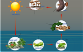 Food chain diagram game. Interactive diagram