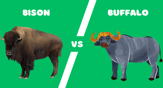 What's the Difference Between Bison and Buffalo