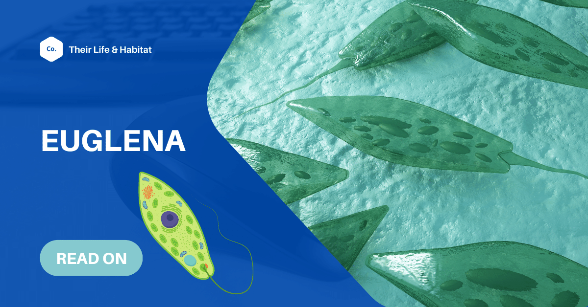 Biology Lesson For Kids: Euglena