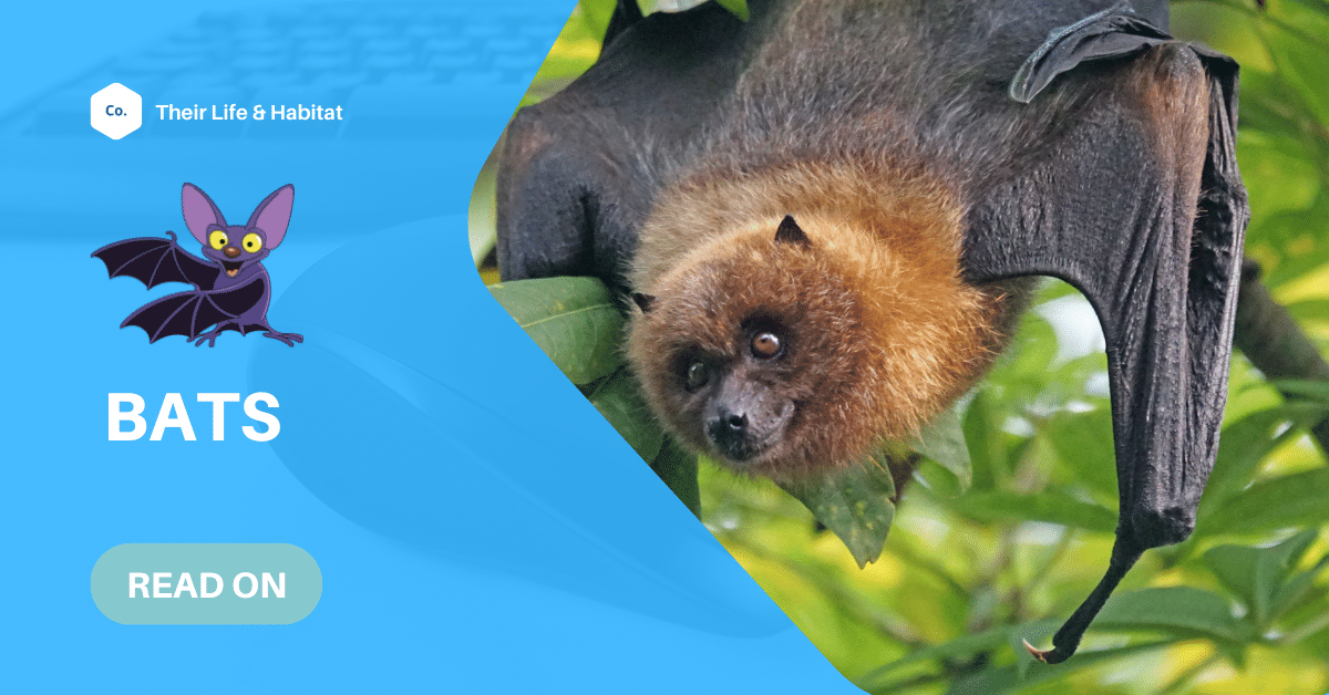 Some Fun Facts About Bats Kids Should Learn About