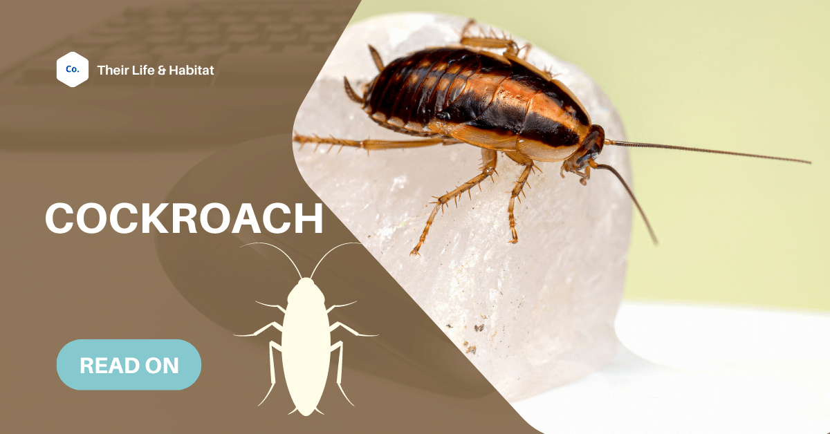 Facts About Cockroaches For Kids