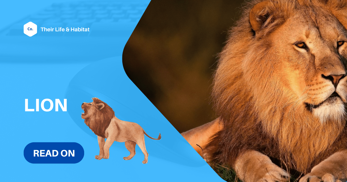 Fun Facts About Lions For Kids