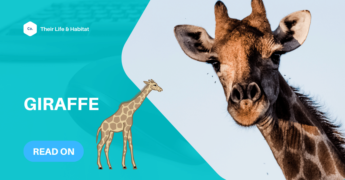 How do giraffes survive in the wild ? 