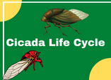 Life cycle of a cicada game