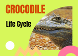 Crocodile Life Cycle Game Online