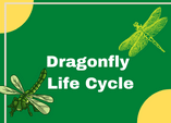 dragonfly life cycle