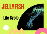 jellyfish life cycle diagram