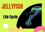 jellyfish life cycle