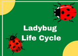 Ladybug life cycle diagram