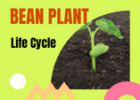 Bean plant Life Cycle Game Online