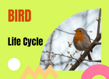Bird life cycle diagram