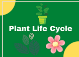 Life cycle of a plant game