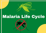 Life cycle of malaria in humans