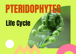 life cycle of a pteridophyte
