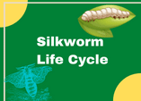 Life cycle of a silkworm game