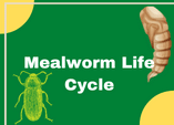 mealworm life cycle diagram