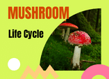 Mushroom Life Cycle