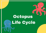 Octopus life cycle diagram